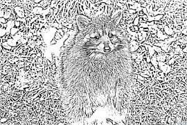 raccoon Tudalennau Lliwio Y Gellir Eu Hargraffu